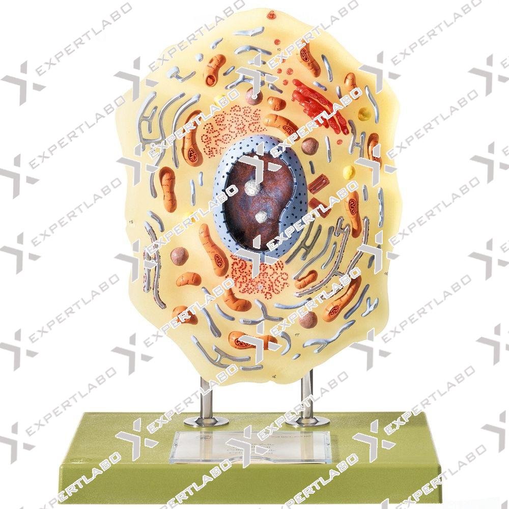 Animal Cell