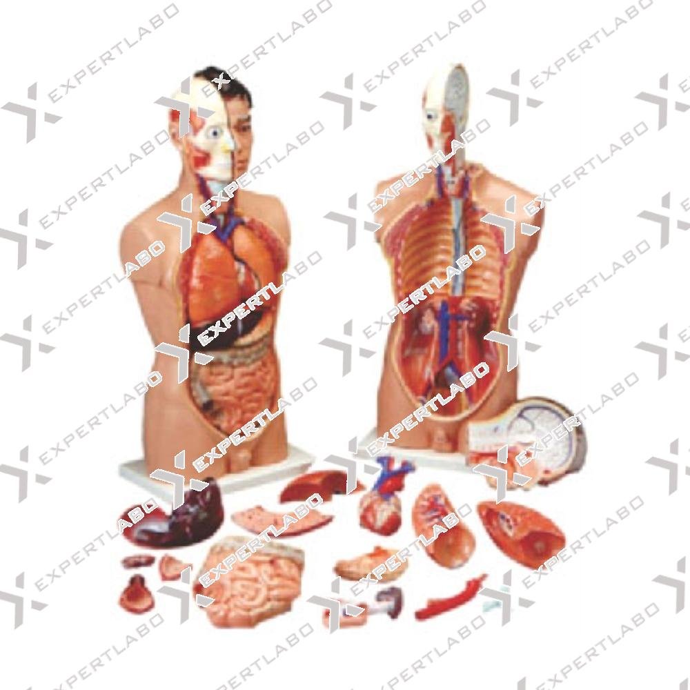 Human Anatomy Torso 18 parts